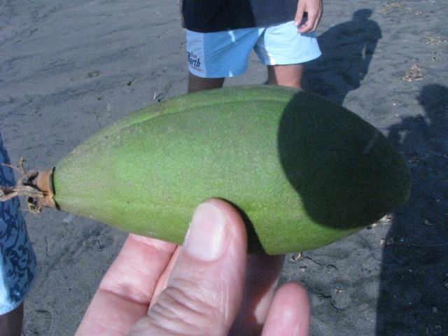 albero da spiaggia in Costa Rica: Ceiba pentandra (Malvaceae)